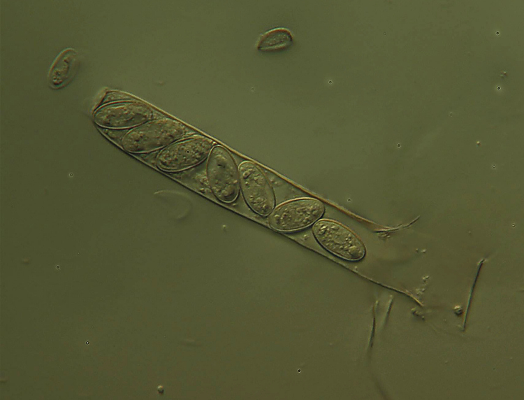 Ascomicete malridotto
